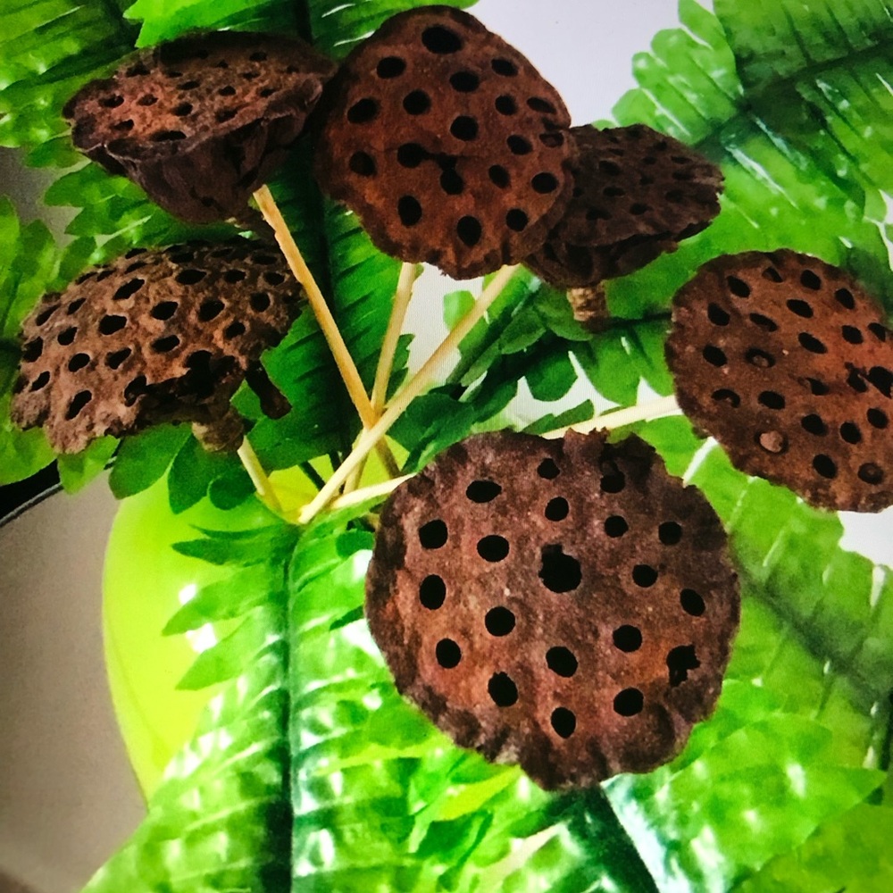 8 Natural Brown Lotus Pods Floral Stems
